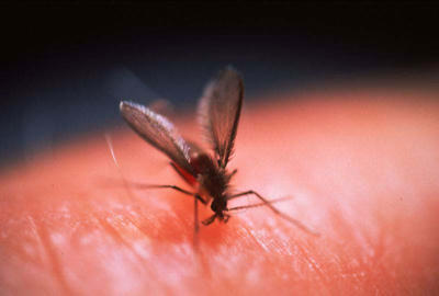 leishmaniasis story