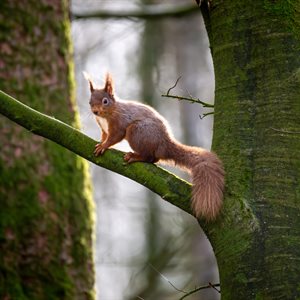 School children support future conservation of red squirrels