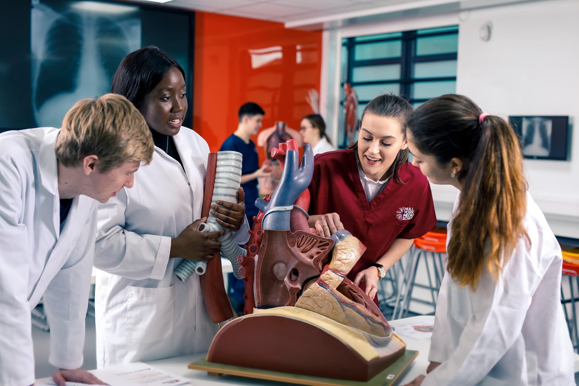 Medicine students examining anatomical models