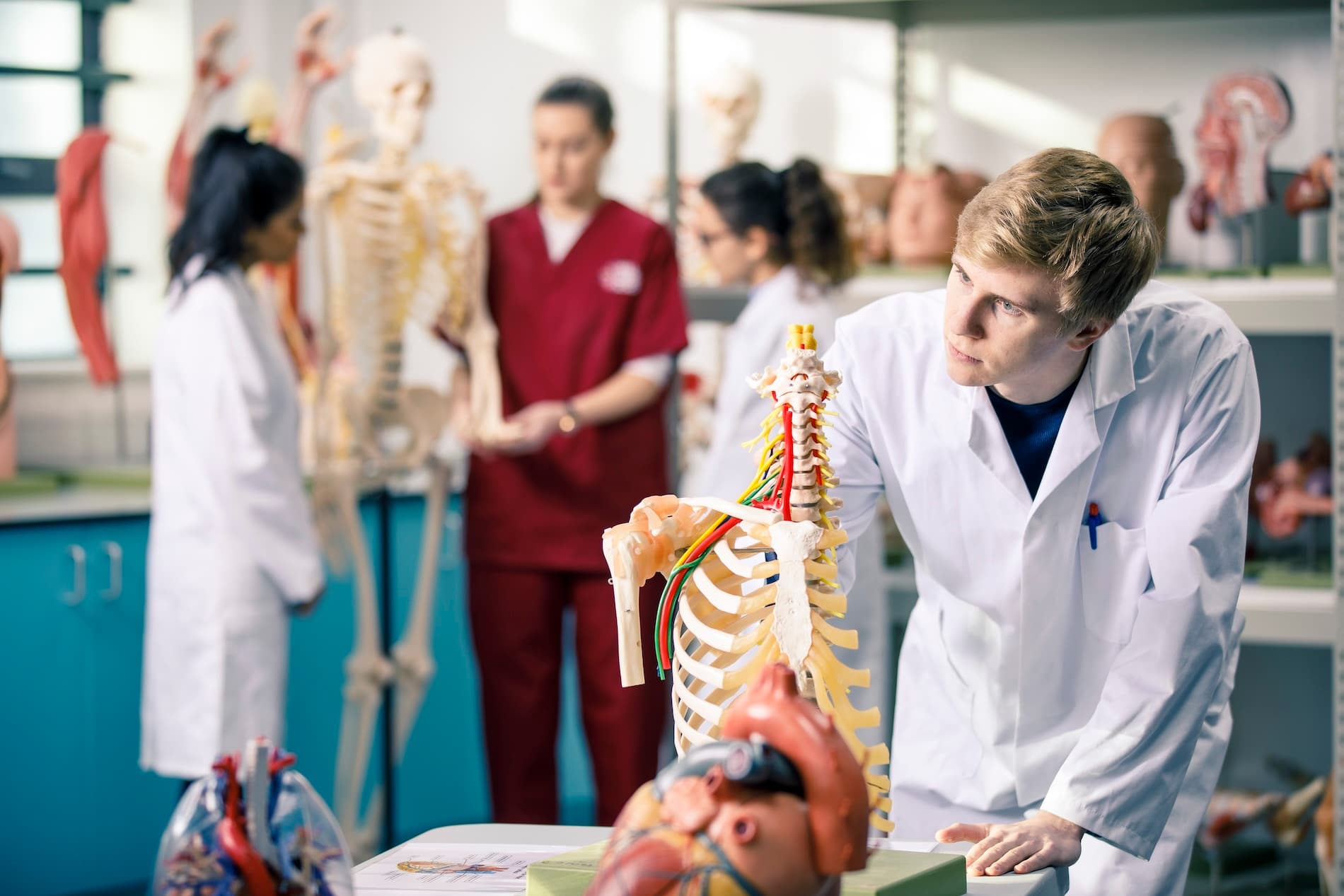 Medicine students examining anatomy models