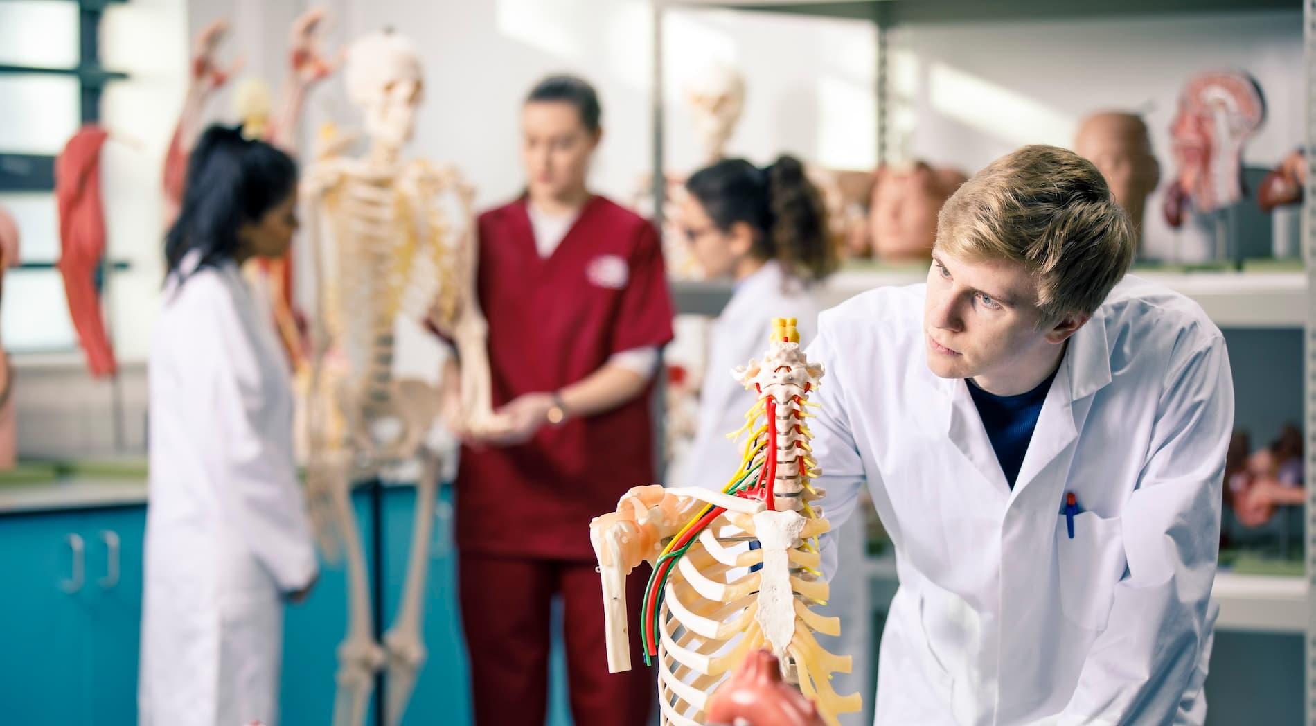 Medicine students examining anatomy models