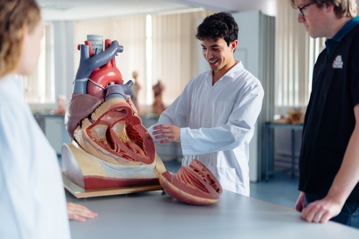 clinical anatomy and education