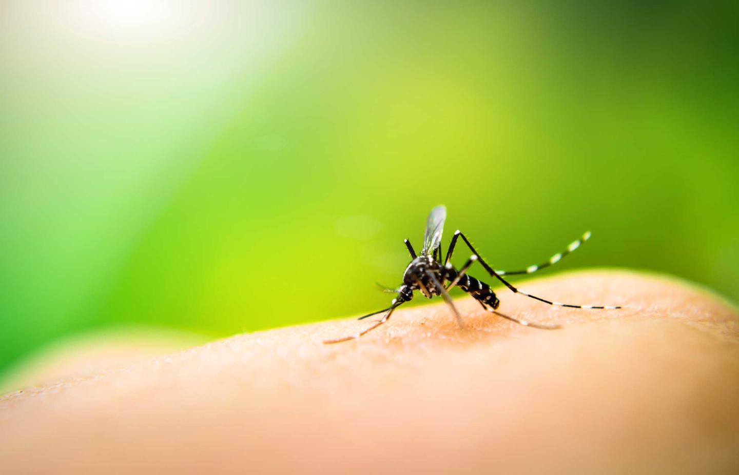Mosquito on a person's skin