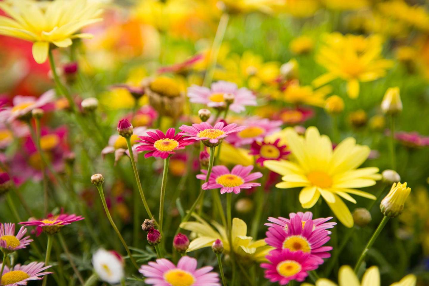 Yellow, pink and purple daisies